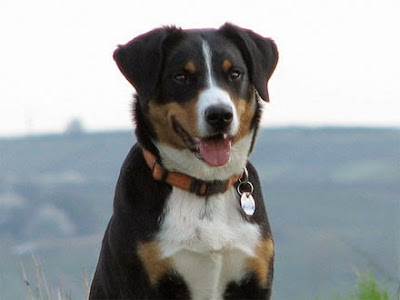 Appenzeller Sennenhund