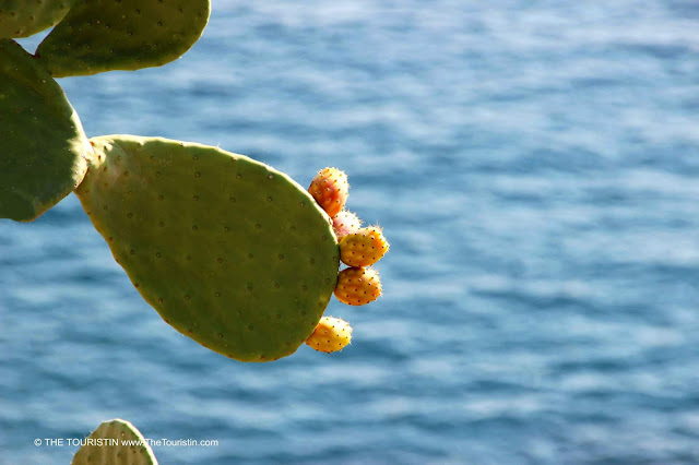 Cactus in bloom with the glistening sea in background.