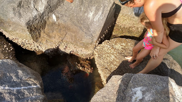 Sebastian Inlet Tide Pools