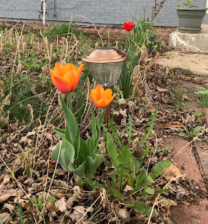 Two orange and one red tulip with a small light in-between them