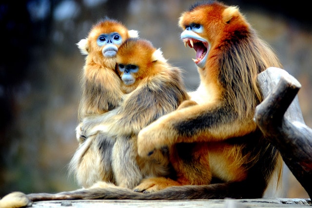 Golden Snub-Nosed Monkey