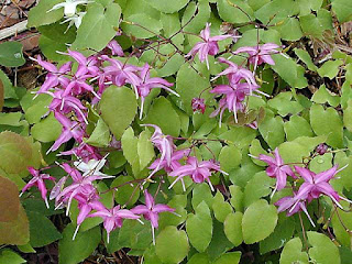 Epimedium Nedir