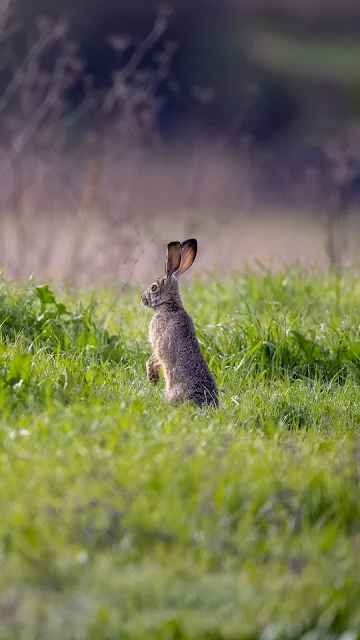 Hare Animal HD Wallpaper Image