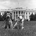 US Presidential Dogs: 10 Dogs Who Lived In The White House