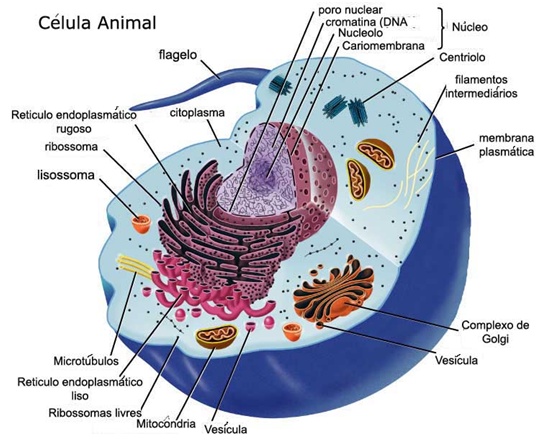 celula vegetal e animal. Imagem Célula Vegetal e Animal
