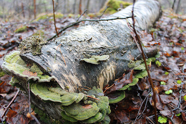 Metsämielellä, Fotodays -voimaa valokuvasta