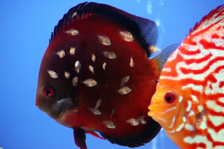 Different breeds of discus fish.