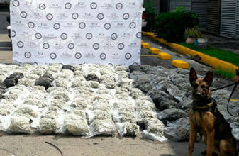 Interceptan 300 kilos de mota que venían a Cancún procedentes de Guadalajara