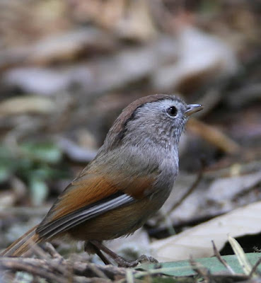 Spectacled Fulvetta