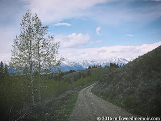 Looking at grand tetons from a forest road in bridger-teton national forest near moose, wyoming