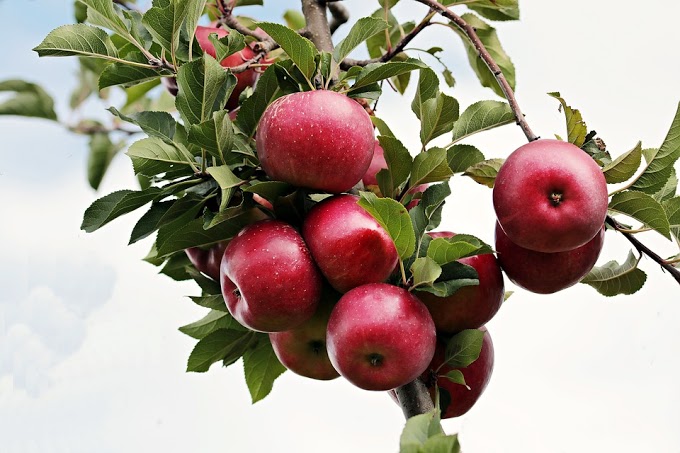 Apples Health Benefits.
