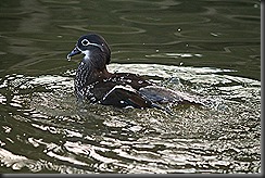 IMG_8763