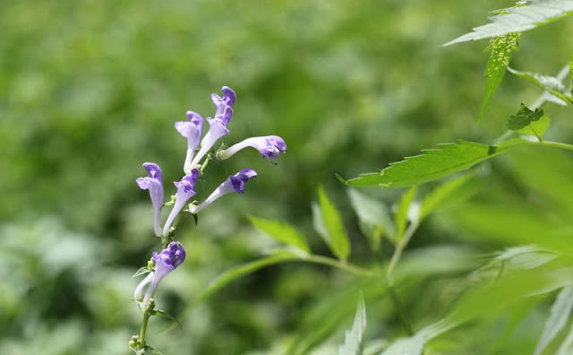 Baikal Skullcap Flowers Pictures