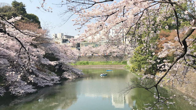 Sakura Chidorigafuchi Park Tokyo