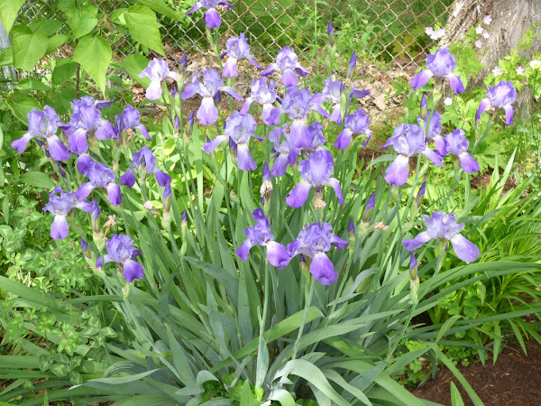 Friends Of The Goodwin Library Plant Sale Sat May 6th, 10-2