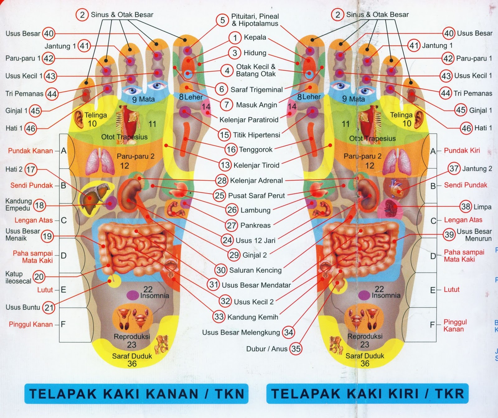 Naturindo Fresh Temanggung: TITIK REFLEKSI PADA KAKI