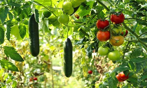THE CULTIVATION OF VEGETABLES.