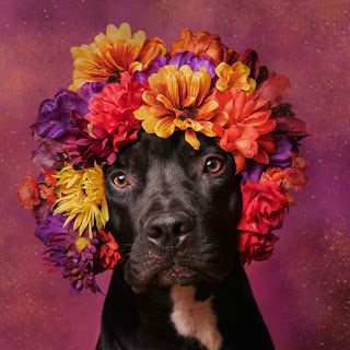 Mujer fotografía pitbulls con coronas florales para ayudarlos a ser adoptados