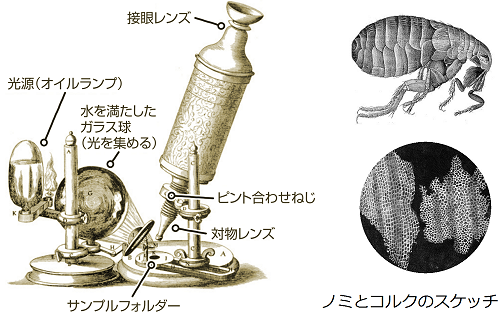 ロバート・フックの顕微鏡と「Micrographia」のスケッチ