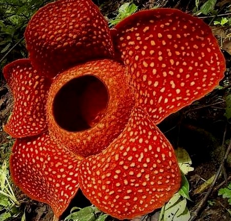  Hewan  Dan Tumbuhan Langka  Di  Indonesia  Flora dan Fauna 