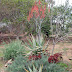 tree aloe Aloe littoralis