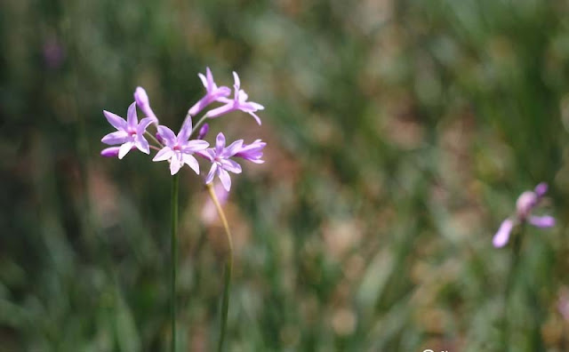 Society Garlic Flowers Pictures