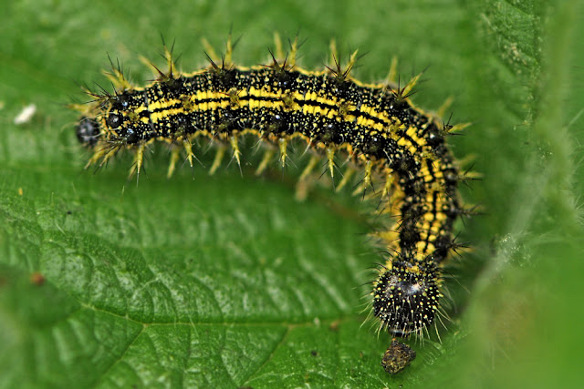 Aglais urticae  the Small Tortoiseshell larva