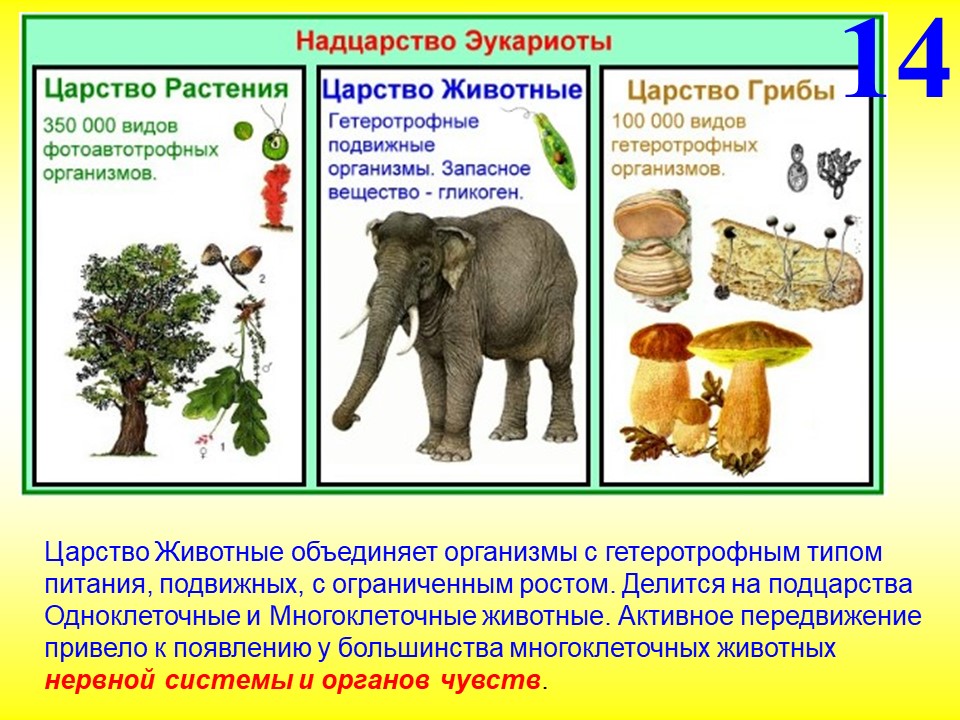 Надцарство эукариот царство животные. Классификация живых организмов. Классификация живых организмов животные и растения. Царство животных загадочное и непредсказуемое