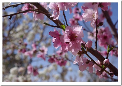 Purple blossoms