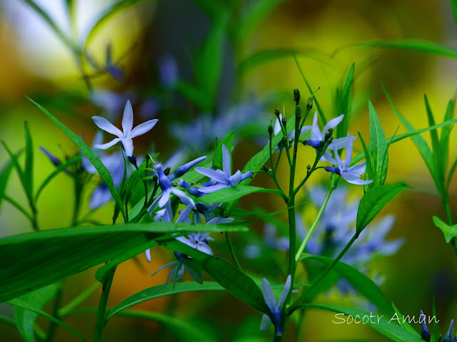 Amsonia elliptica