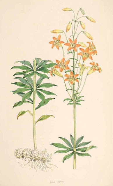 Лилия малая (Lilium parvum)