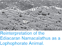 http://sciencythoughts.blogspot.co.uk/2015/11/reinterpretation-of-ediacaran.html