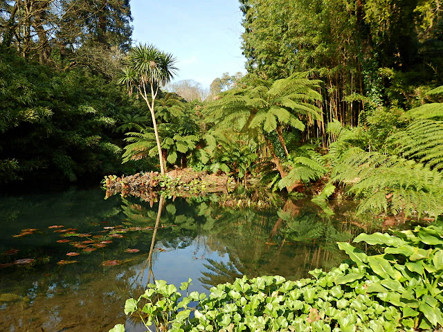 Jungle at Lost Gardens of Heligan, Cornwall