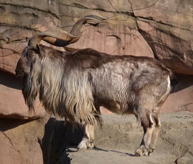 A male markhor, with shaggy coat and large spiral horns