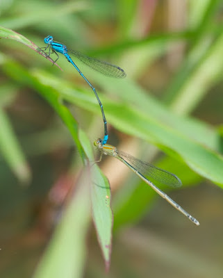 Pseudagrion microcephalum 