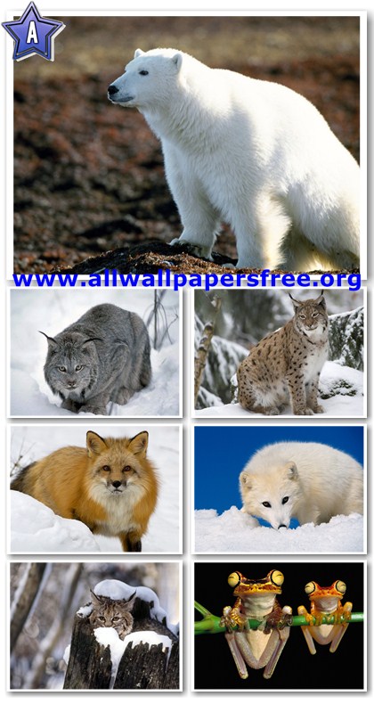 60 Amazing Animals Wallpapers 1280 X 1024 [Set 5]