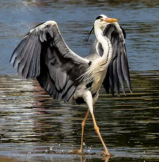 'Grey Heron Stepping-out' - Woodbridge Island, Cape Town 