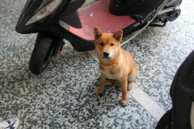 台南の犬