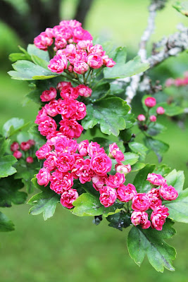 Små rosa rosenlika blommor sitter i klasar och har gett rosenhagtornen dess namn