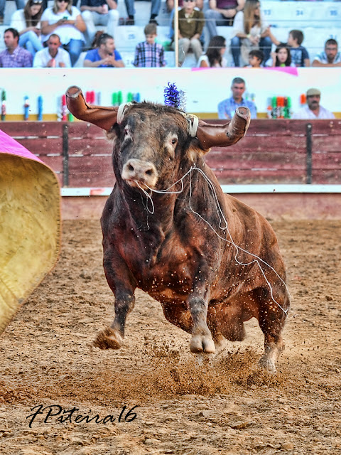 As 12 imagens escolhidas por Florindo Piteira - "A imponência..."