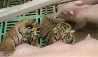 Two tigers sucking milk from a pig