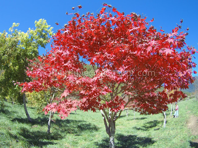 Wuling Farm maple autumn foliage