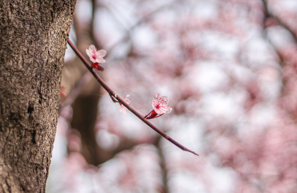 primavera zaragoza fotografía flores