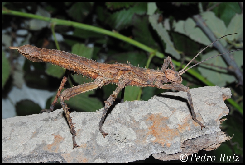 Ninfa hembra L6 de Haaniella grayii, 10 cm de longitud