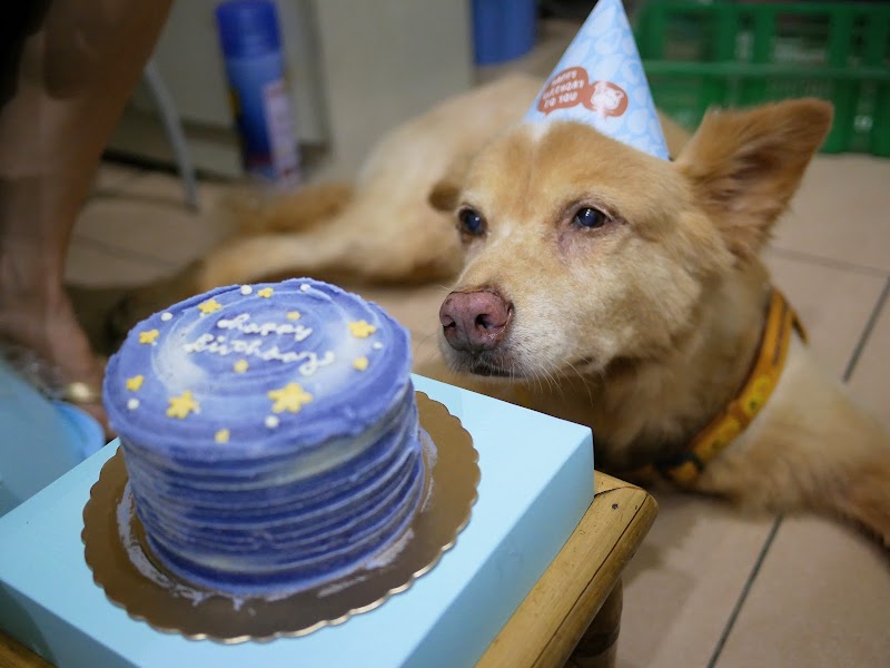 寵物∥小皮15歲生日快樂！吉快樂雞肉鮮食蛋糕開箱