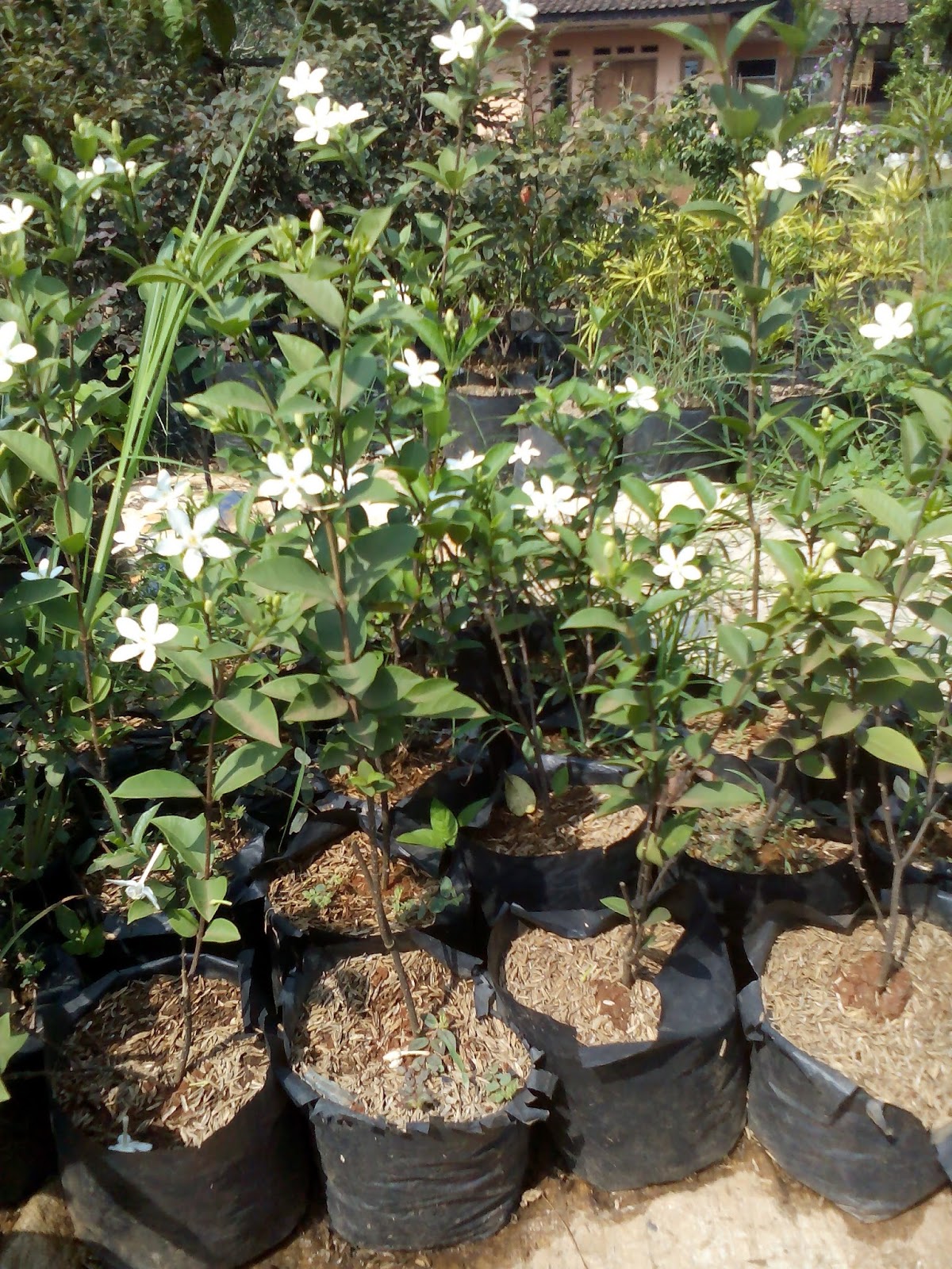 Jual Bunga Melati Jasmine HABIBAN TAMAN DAN LANDSCAPE