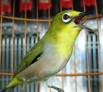 pleci jantan