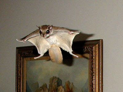 Flying Squirrel