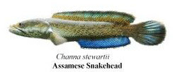assamese snakehead