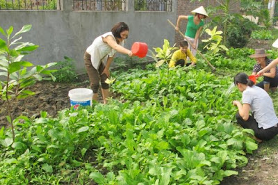 Vườn rau sau nhà